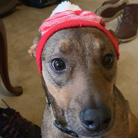 Meet your Posher, Mia - Picture 1 of 1